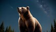 A Bear Gazing Up At The Night Sky Upscaled