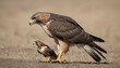 A Hawk With Its Prey Clutched Tightly In Its Talon Upscaled 9 2