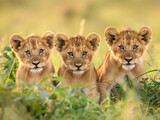 Fototapeta  - A pride of lions, including a lioness and playful cubs, relax in the tall grass