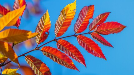 Wall Mural - Autumn red and yellow colors of the Rhus typhina, Staghorn sumac, Anacardiaceae, leaves of sumac on blue sky.