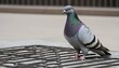A Pigeon With Its Claws Scratching At A Metal Grat Upscaled 2