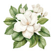 Gardenia clipart isolated on white background
