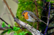 European robin // Rotkehlchen (Erithacus rubecula)