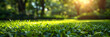 Green grass in the garden with sunlight,
A green grass background surrounded by trees
