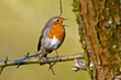 singendes Rotkehlchen // singing European robin (Erithacus rubecula)