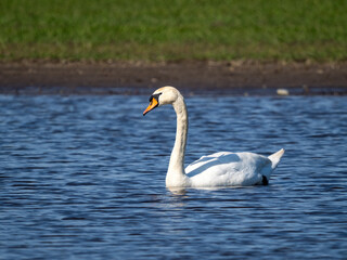 Poster - Schwan