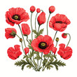 Opium Poppy clipart isolated on white background