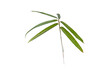 Green bamboo leaves isolated transparent png. Pleioblastus decorative bambu plant.