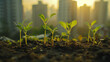 © PUTTER-ART - A group of small plants are growing in a dirt field. The field is surrounded by buildings, giving the impression of a cityscape