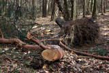 Fototapeta  - wycinka w lesie: drzewo wyrwane z korzeniami, połamane gałęzie wokół, rzeź drzew