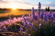 Breathtaking agriculture harvest panorama with blooming lavender field, lavandula angustifolia