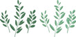 botanical leaves Hand-drawn vector illustration. White background.	
