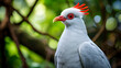 Kagu birds beauty shines in the wild a symbol 