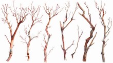 A Group Of Trees With No Leaves, Suitable For Nature Concepts