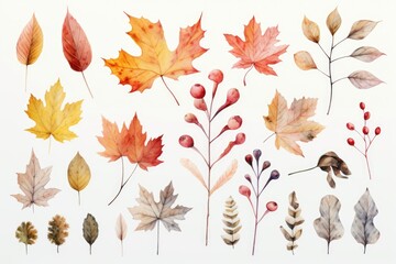 Poster - A collection of leaves and berries on a clean white background. Suitable for various design projects