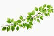 A branch of a tree with green leaves. Suitable for nature and environmental themes