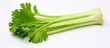 A bunch of celery sticks with green leaves, a vegetable ingredient commonly used in cuisine, displayed on a white background. Celery is a flowering plant and considered a leaf vegetable