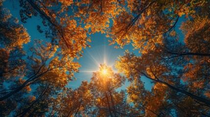 Poster - The crown of leaves of trees in the forest against the sky