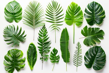 Poster - The leaves of a tropical plant isolated on a white background.