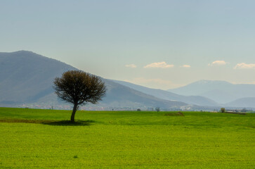 Poster - landscape with tree