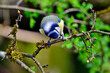 Blaumeise // Eurasian blue tit (Cyanistes caeruleus)