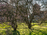 Fototapeta Na ścianę - Drzewa z kwiatami magnolii na zamku na Wawelu. Wiosenna magnolia na zamku wawelskim