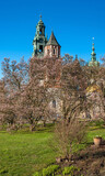 Fototapeta  - Drzewa z kwiatami magnolii na zamku na Wawelu. Wiosenna magnolia na zamku wawelskim