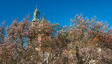 Fototapeta Psy - Drzewa z kwiatami magnolii na zamku na Wawelu. Wiosenna magnolia na zamku wawelskim