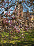 Fototapeta Psy - Drzewa z kwiatami magnolii na zamku na Wawelu. Wiosenna magnolia na zamku wawelskim