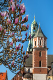 Fototapeta Kwiaty - Drzewa z kwiatami magnolii na zamku na Wawelu. Wiosenna magnolia na zamku wawelskim