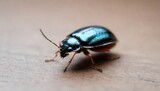 Fototapeta  - A beautiful and Tiny bug