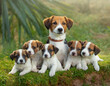 Hund, Jack Russell Terrier mit acht Welpen, KI generiert