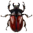 Detailed rhinoceros beetle on transparent background - stock png.