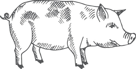 Wall Mural - Pig sketch. Farm animal. Hand drawn piglet