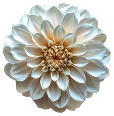 White dahlia bloom with intricate petal details, cut out - stock png.