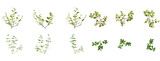 Fototapeta Lawenda - Set Of Plants Front And Top View Closeup Transparent Background