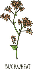 Wall Mural - Buckwheat hand drawn plant. Color crop sketch