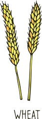 Wall Mural - Wheat drawing. Color farm crop ear sketch