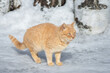 Beautiful ginger cat on snow background.