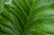 Hydration and moistunazing. A close-up of a fresh green leaf with droplets of water scattered across its surface, showcasing the intricate patterns of its veins.