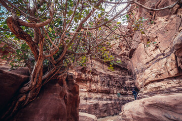 Poster - Tree in front of entrance to Khazali canyon, Wadi Rum - Valley of Sand, Jordan