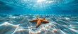 Starfish floating on the clear water of an exotic beach, creating a stunning summer background. The sunlight reflects off the crystal clear sea surface