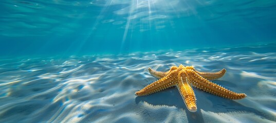 Wall Mural - Starfish floating on the clear water of an exotic beach, creating a stunning summer background. The sunlight reflects off the crystal clear sea surface