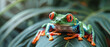 Red Eyed Amazon Tree Frog photographed on a palm leaf. 