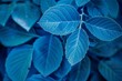 Blue leaf wallpapers in nature which are attractive to sight
