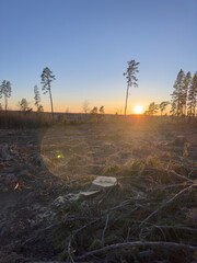 Wall Mural - Deforestation and forest clearance. Illegal logging. Forest destruction, felling trees. Cutting trees. Stacks cut wood. Forests illegal disappearing. Deforestation, timber logging. Forest clearing.