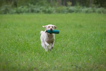 Wall Mural - Beautiful golden retriever dog carrying a training dummy in its mouth.