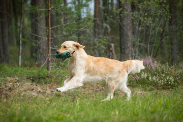 Wall Mural - Beautiful golden retriever dog carrying a training dummy in its mouth.