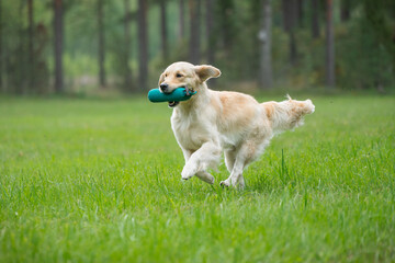 Wall Mural - Beautiful golden retriever dog carrying a training dummy in its mouth.