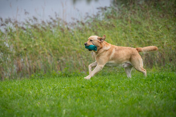 Wall Mural - Beautiful labrador retriever carrying a training dummy in its mouth.